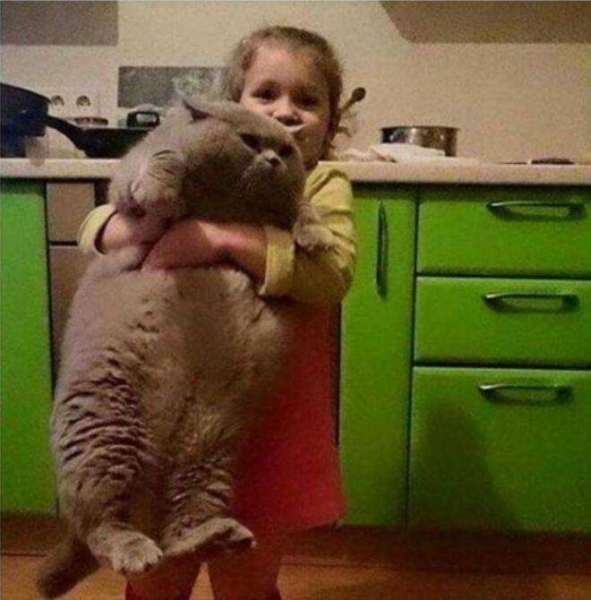15 угарных снимков, доказывающих, что с котиками не соскучишься