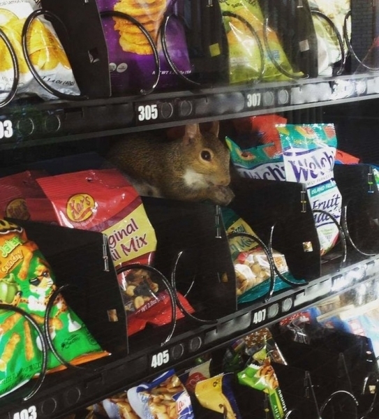 15 «преступлений», которые раскрыл бы даже самый плохой детектив на свете