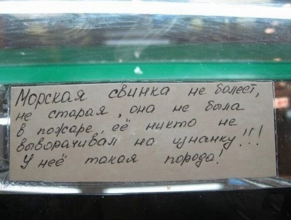 17 убойных объявлений, которые могли придумать только наши люди