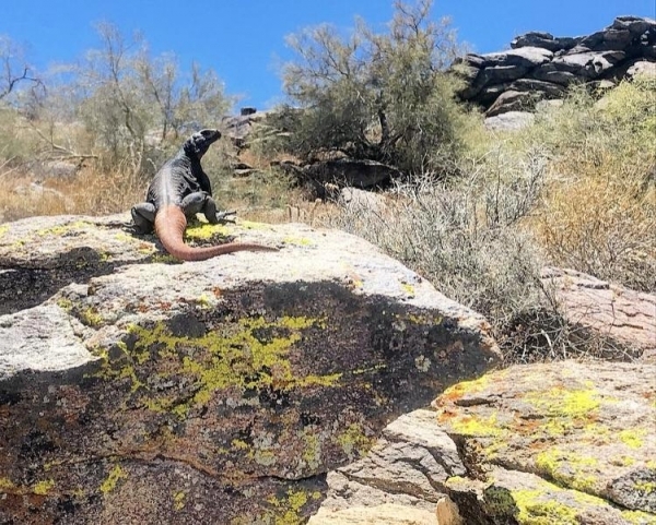 20 красивых, но пугающих животных, которых вы уж точно не заходите погладить