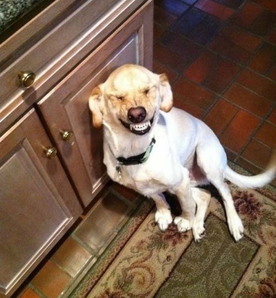 15 «преступлений», которые раскрыл бы даже самый плохой детектив на свете