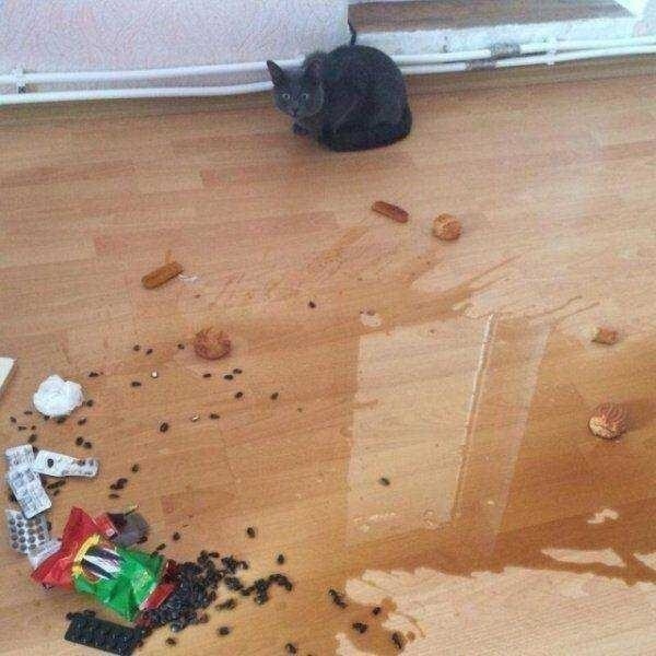 15 угарных снимков, доказывающих, что с котиками не соскучишься
