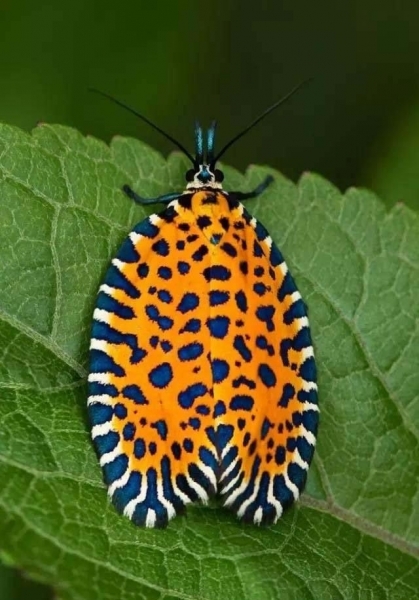 20 красивых, но пугающих животных, которых вы уж точно не заходите погладить