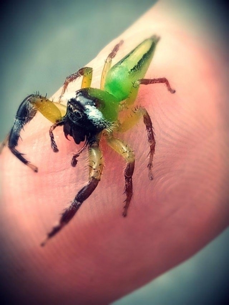 20 красивых, но пугающих животных, которых вы уж точно не заходите погладить