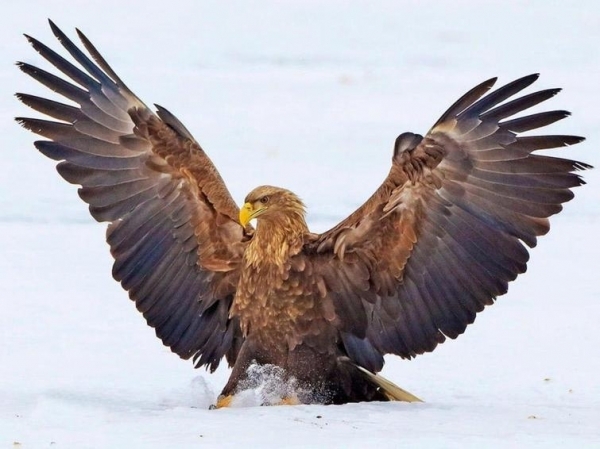 20 красивых, но пугающих животных, которых вы уж точно не заходите погладить