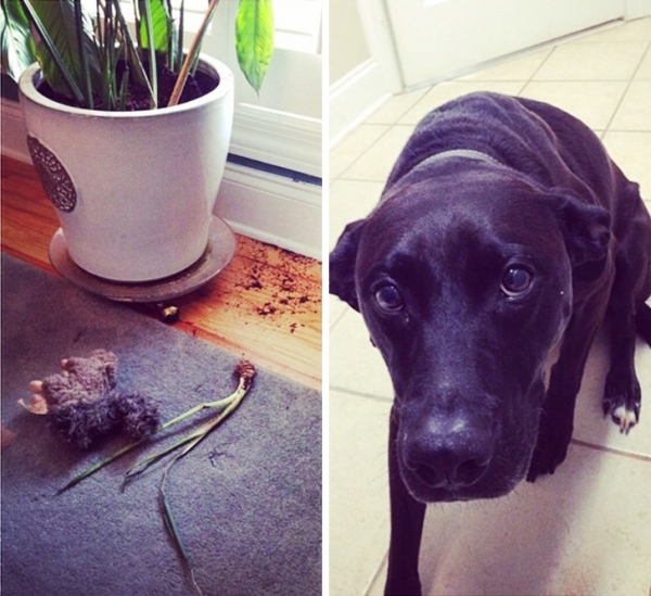 15 «преступлений», которые раскрыл бы даже самый плохой детектив на свете