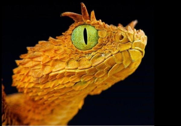 20 красивых, но пугающих животных, которых вы уж точно не заходите погладить