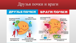 Как сохранить здоровье почек - ГКБ Кончаловского