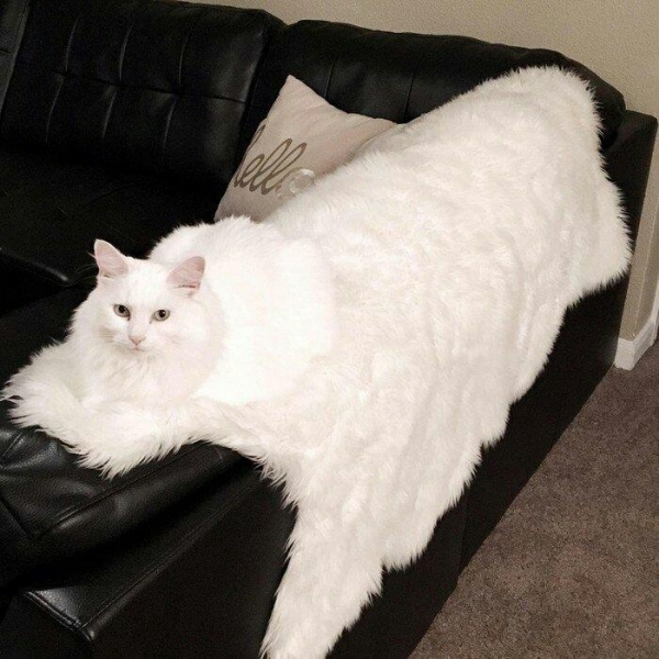 20 фотографий, которые сломают вам мозг независимо от вашего желания
