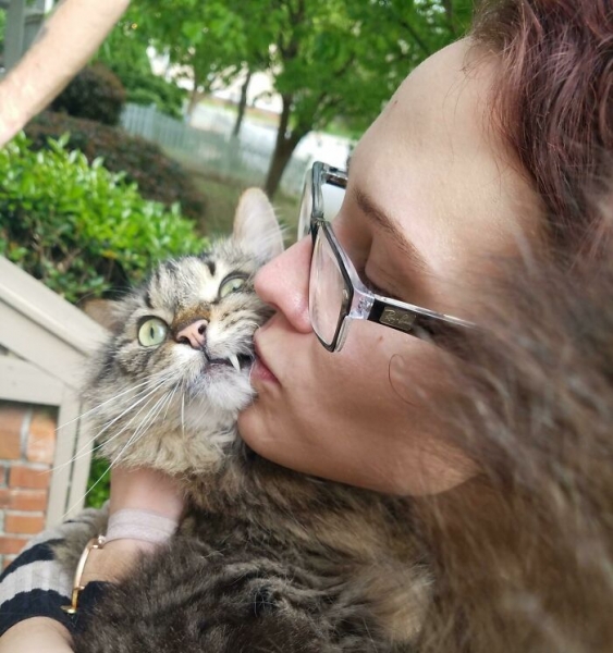 20 кошек, которые наотрез отказываются обниматься со своими хозяевами, ведь они сильные и независимые