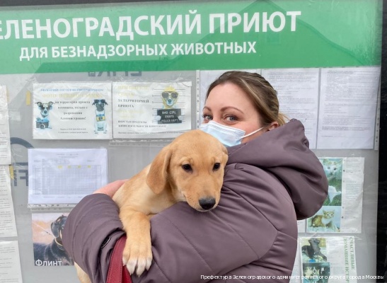 Семь питомцев из зеленоградского приюта стали домашними на минувшей неделе