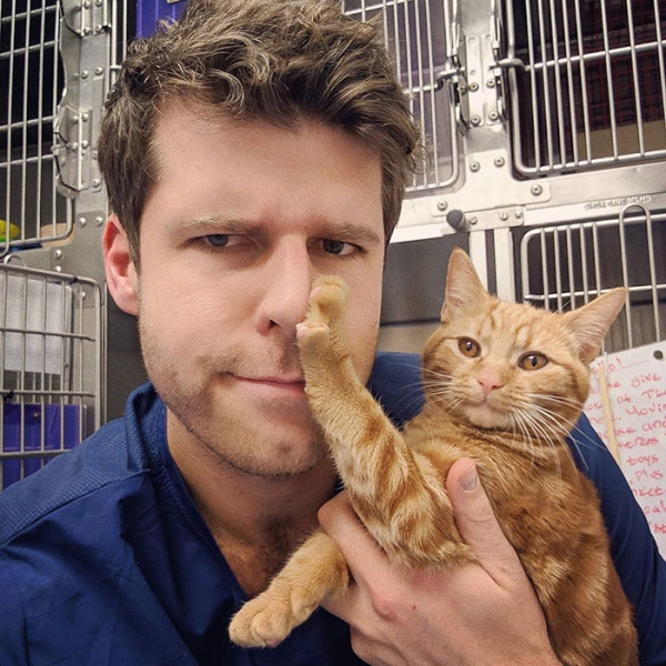 20 кошек, которые наотрез отказываются обниматься со своими хозяевами, ведь они сильные и независимые