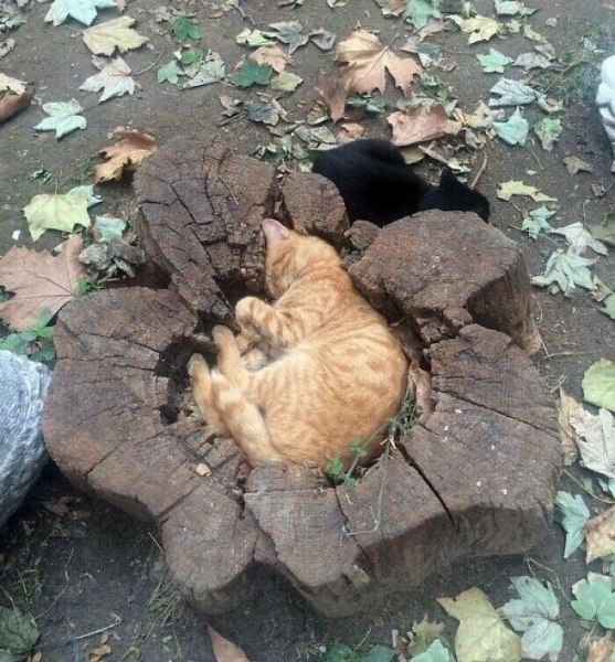 «Я – кот. Мне так удобно»: 30 котеек, которые оказались в самых неожиданных местах