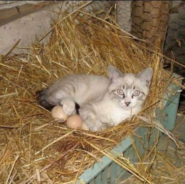«Я – кот. Мне так удобно»: 30 котеек, которые оказались в самых неожиданных местах