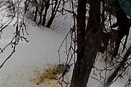 СК начал проверку об издевательствах над ветеранами под Зеленоградом