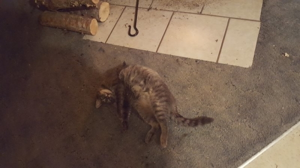 15 запутанных фотографий, к которым нужно внимательно приглядеться
