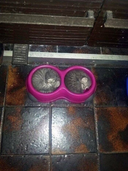 «Я – кот. Мне так удобно»: 30 котеек, которые оказались в самых неожиданных местах