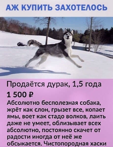 20 примеров небрежно написанных объявлений, на которые невозможно не обратить внимания