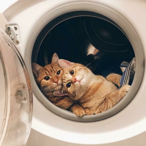 18 милых фотографий кошек, доказывающих, что один питомец хорошо, а два лучше