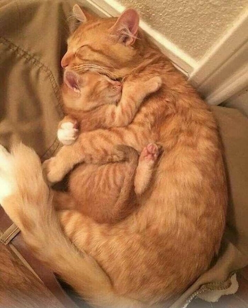 18 милых фотографий кошек, доказывающих, что один питомец хорошо, а два лучше