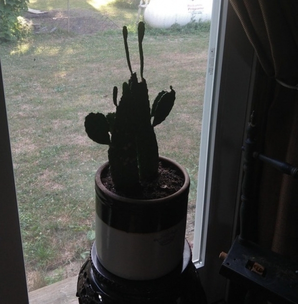 25 великолепных примеров того, как мало мы знаем о нашем мире