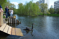 Добрая традиция: лебеди вернулись на пруд