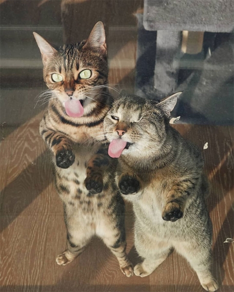 18 милых фотографий кошек, доказывающих, что один питомец хорошо, а два лучше