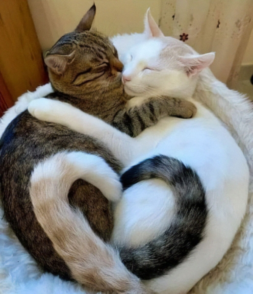 18 милых фотографий кошек, доказывающих, что один питомец хорошо, а два лучше