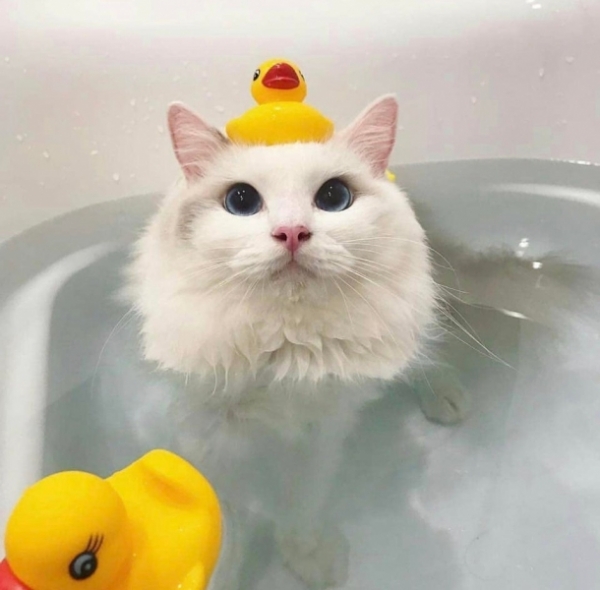 16 фотографий забавных животных и их искренних реакций на банные процедуры
