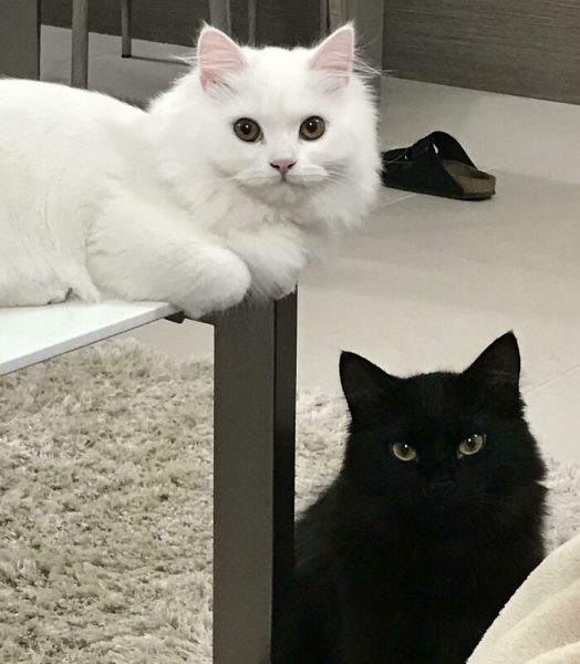 18 милых фотографий кошек, доказывающих, что один питомец хорошо, а два лучше