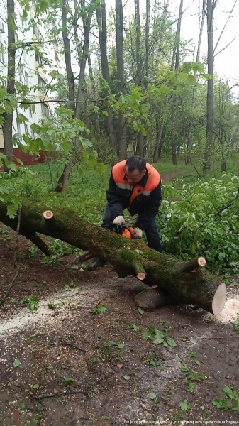 Шесть упавших из-за урагана деревьев оперативно убраны коммунальными службами Зеленограда