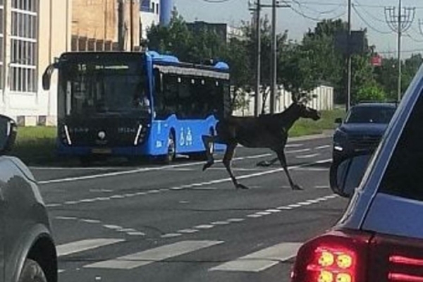 Во втором микрорайоне Зеленограда гулял лось