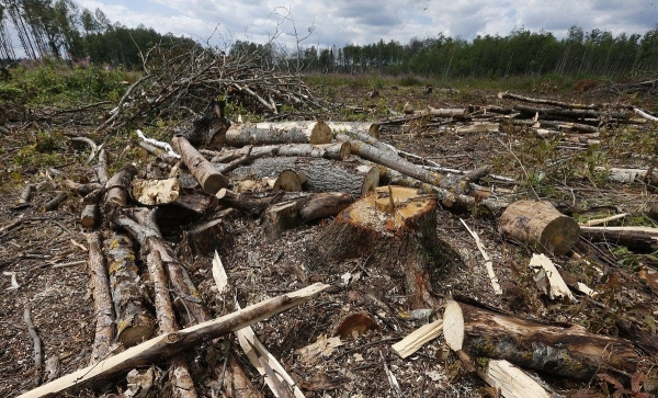 В Южном промзоне незаконно вырубили деревья