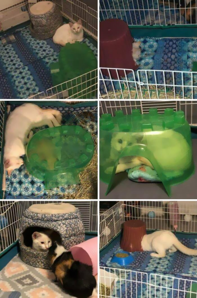 20 фото забавных кошек, у которых произошел программный сбой