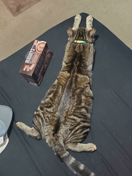 20 фото забавных кошек, у которых произошел программный сбой