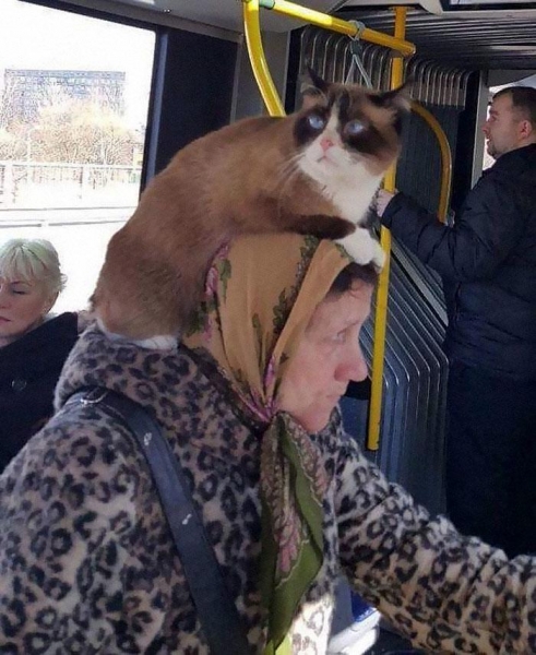 20 чудных людей, которые изрядно повеселили пассажиров троллейбуса