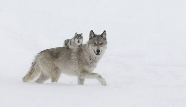 20 фотографий, к которым придется присмотреться повнимательнее