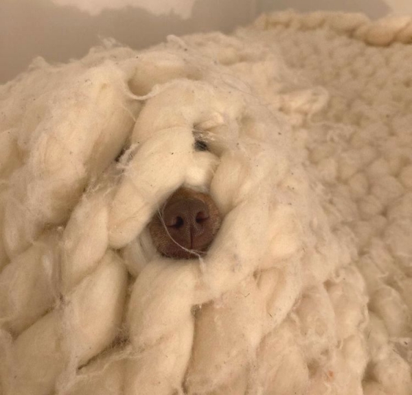 18 весёлых кошек и собак, которые из шкурки вон лезут, чтобы рассмешить своих владельцев