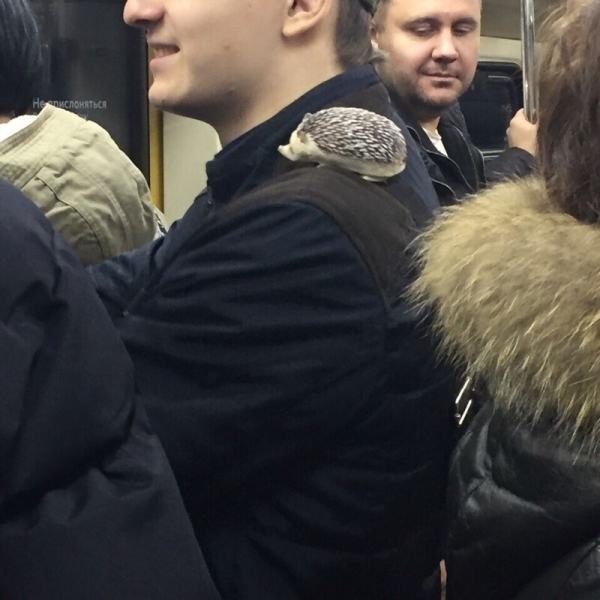 18 пассажиров метро, которые сильно выделяются из общей массы своим нестандартом видом