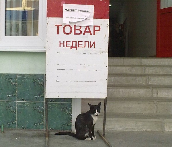 15 прикольных вывесок и объявлений в продуктовых магазинах, которые непременно поднимут настроение