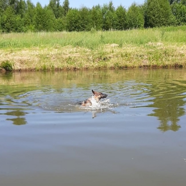 Выпускницы зеленоградского приюта для животных передают привет