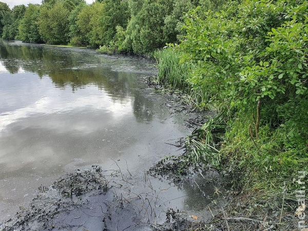 Зеленоградскую Ржавку загрязнили