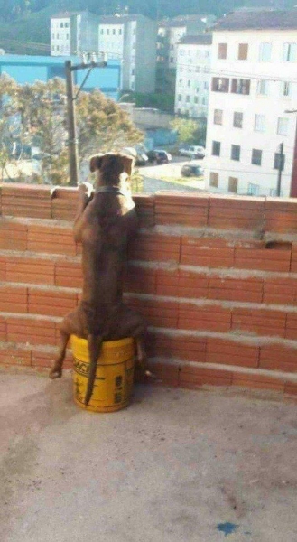 18 абсурдных фотографий, на которых запечатлены люди, не ведающие, что творят