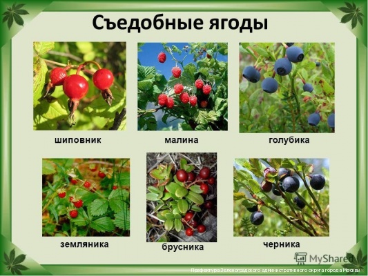 Ходить в лес надо осторожно