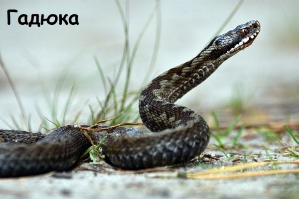 Памятка по животным класса пресмыкающиеся (рептилии) аборигенных видов