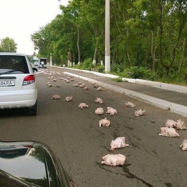 33 безумных фотографий, не имеющих художественной ценности, но притягивающих взгляд