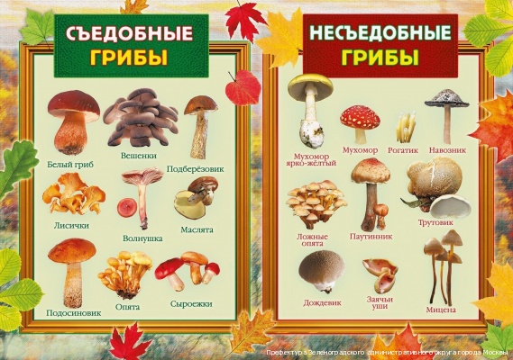 Ходить в лес надо осторожно