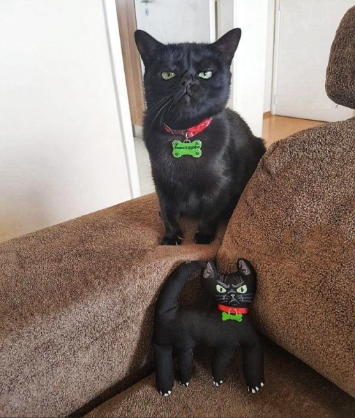 17 весёлых фотографий котиков, которые помогут разогнать скуку и избавят от осенней хандры