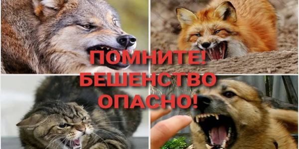Роспотребнадзор: О Всемирном дне борьбы с бешенством