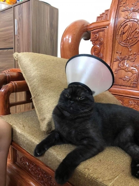 17 весёлых фотографий котиков, которые помогут разогнать скуку и избавят от осенней хандры